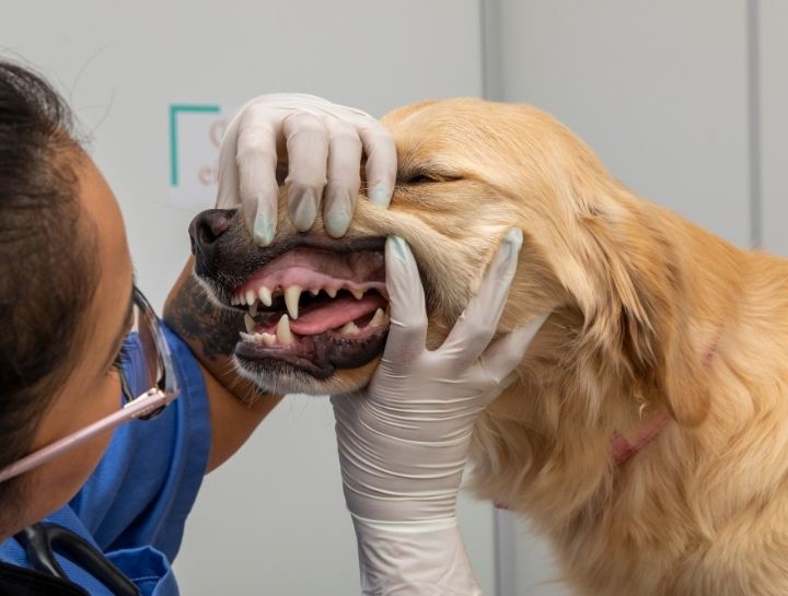 Janesville Pet Dentist